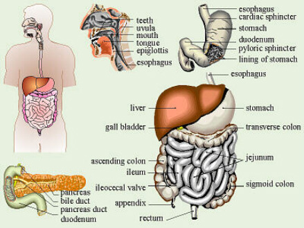 Images - Journey through the Digestive System